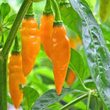 Load image into Gallery viewer, Honey - Hot Datil Pepper Honey