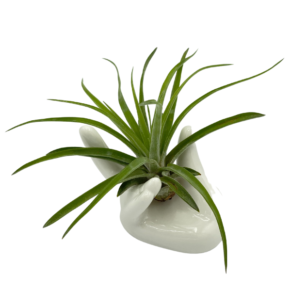 Garden - Ceramic Hand & Air Plant