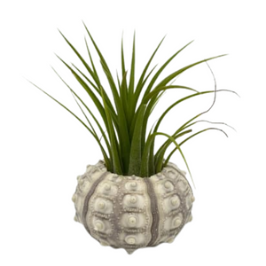 air plant in a shell Garden